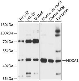 Western blot - NOXA1 antibody (A13844)