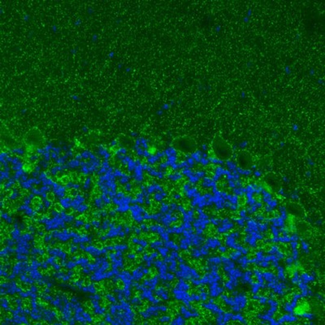 Immunohistochemistry: VIAAT/SLC32A1/VGAT Antibody (2793) [NBP2-46628] - Analysis of mouse cerebellum shows positivity in GABAergic neural processes.