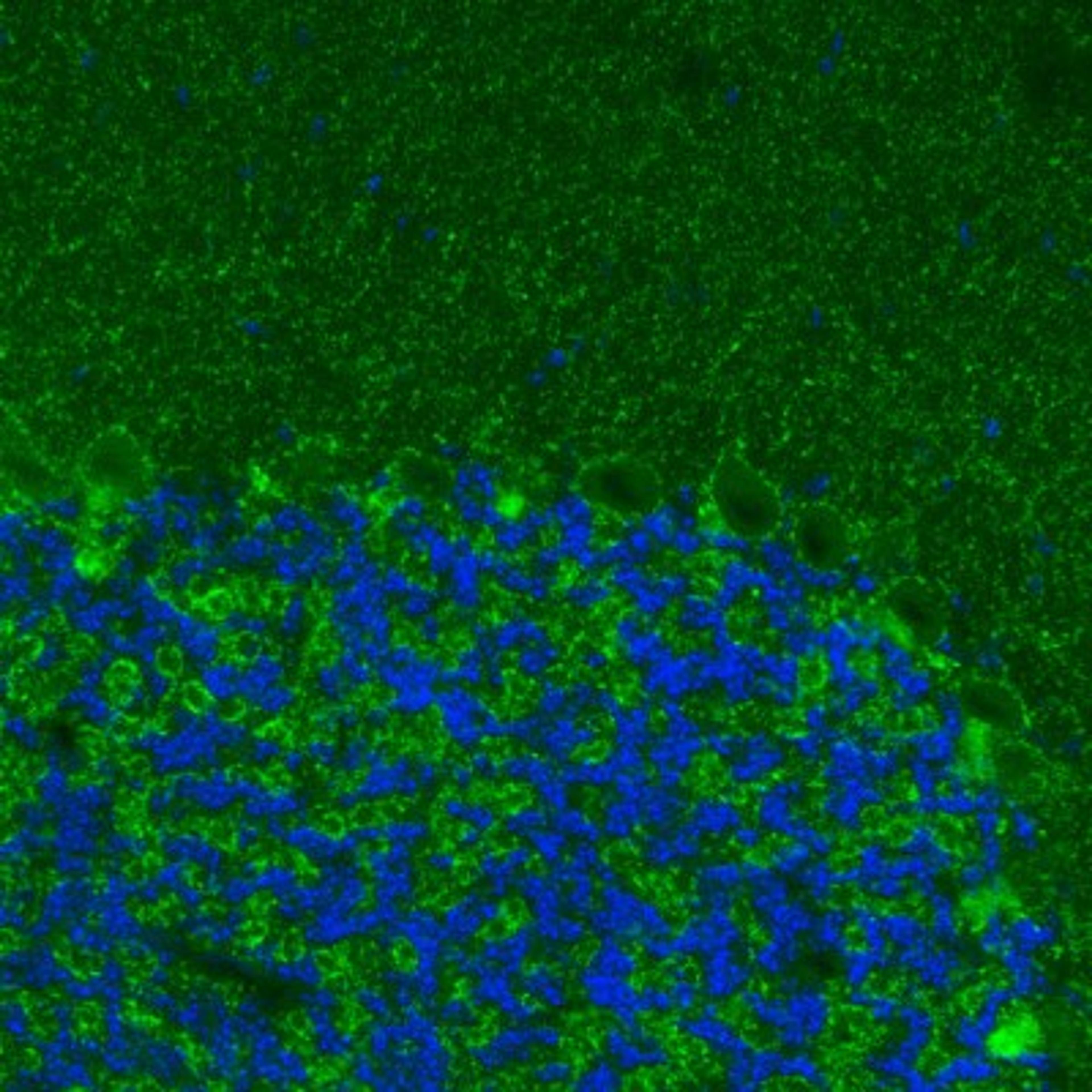 Immunohistochemistry: VIAAT/SLC32A1/VGAT Antibody (2793) [NBP2-46628] - Analysis of mouse cerebellum shows positivity in GABAergic neural processes.