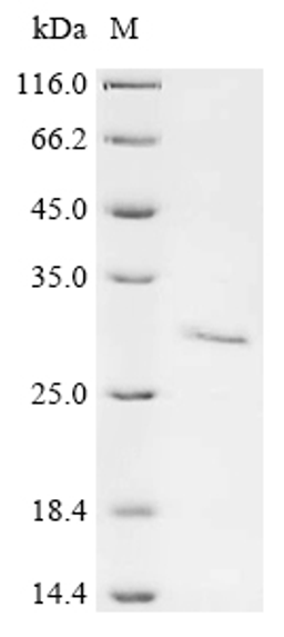(Tris-Glycine gel) Discontinuous SDS-PAGE (reduced) with 5% enrichment gel and 15% separation gel.