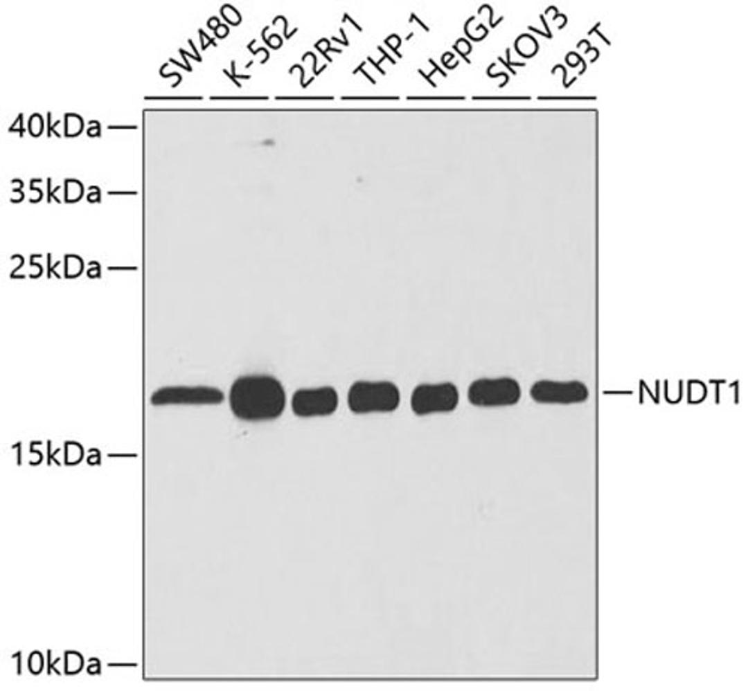 Western blot - NUDT1 antibody (A5474)