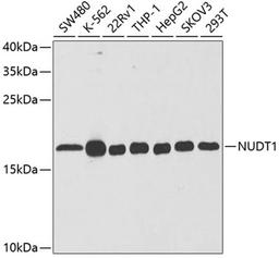 Western blot - NUDT1 antibody (A5474)