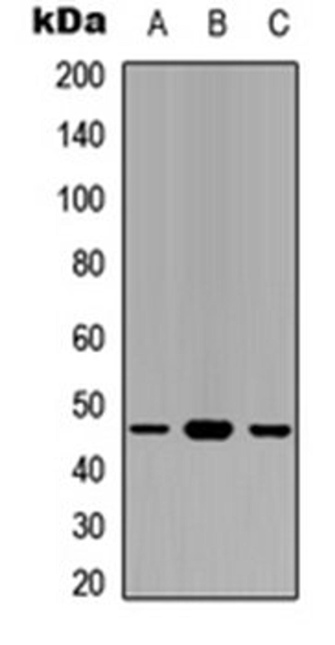 Western blot analysis of HEK293T (Lane 1), NS-1 (Lane 2), PC12 (Lane 3) whole cell lysates using GAPDS antibody