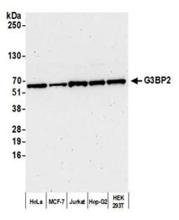 Detection of human G3BP2 by western blot.