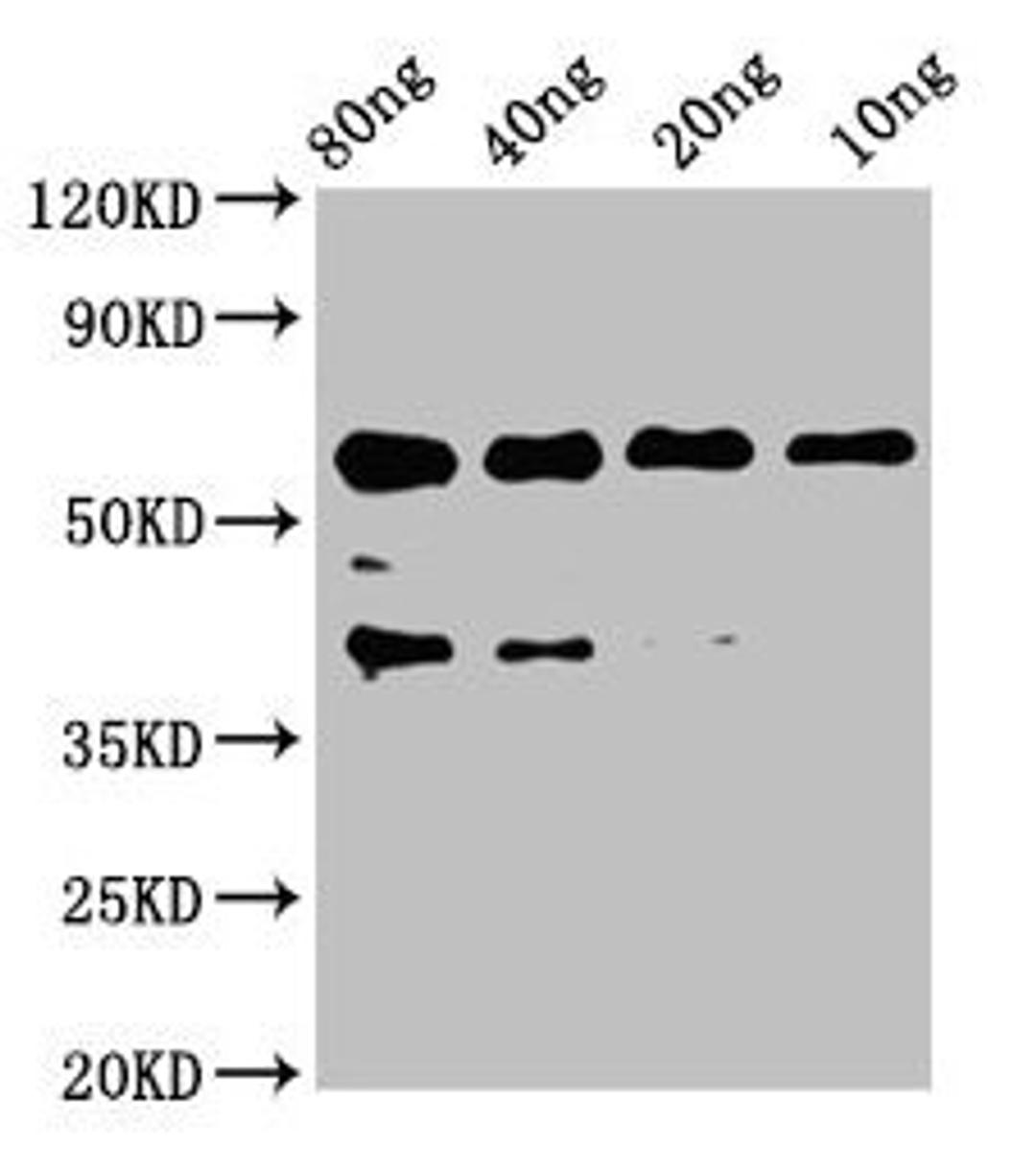 Western Blot. Positive WB detected in Recombinant protein. All lanes: egf antibody at 2.6µg/ml. Secondary. Goat polyclonal to rabbit IgG at 1/50000 dilution. Predicted band size: 43 kDa. Observed band size: 60 kDa