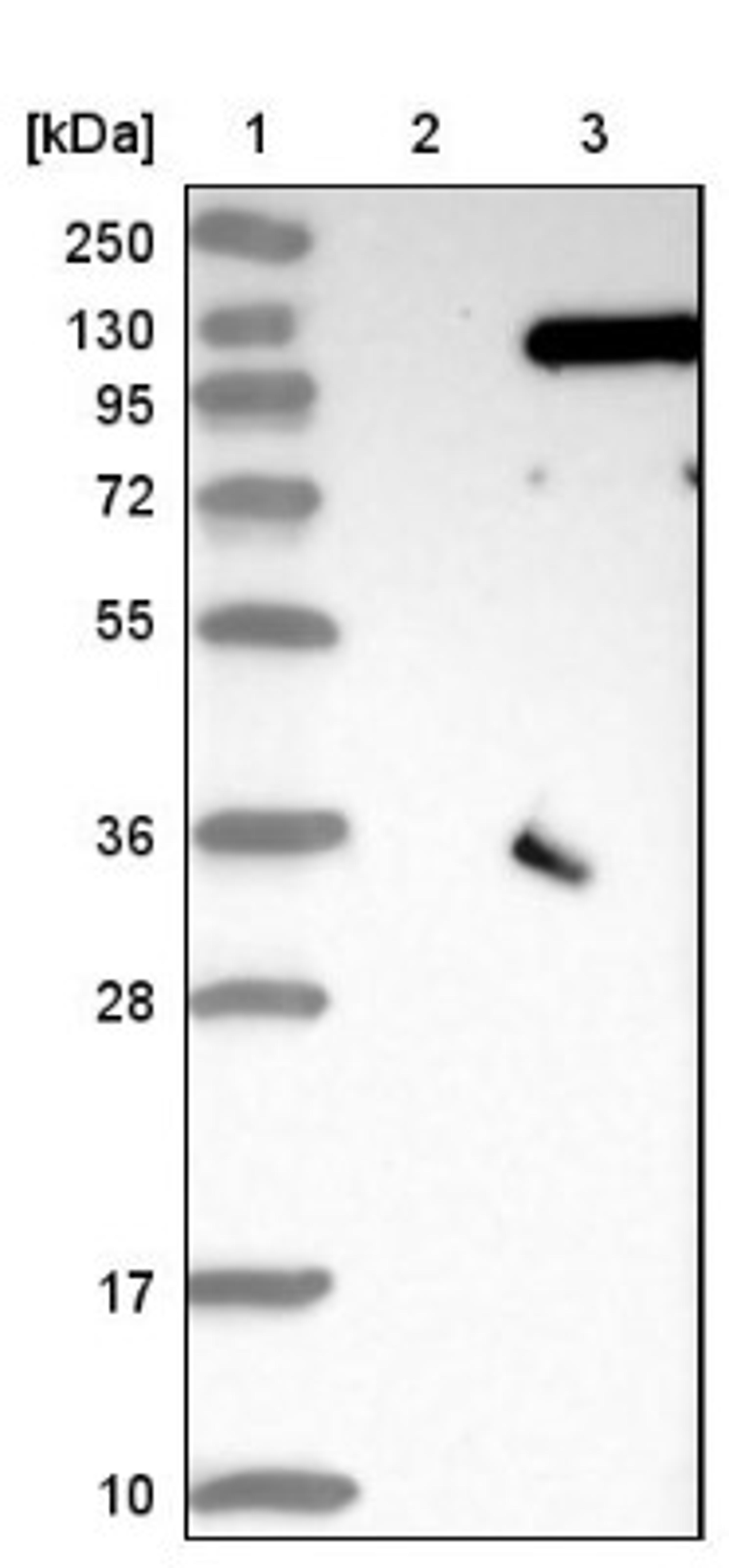 Western Blot: SRPK2 Antibody [NBP1-87049] - Lane 1: Marker [kDa] 250, 130, 95, 72, 55, 36, 28, 17, 10<br/>Lane 2: Negative control (vector only transfected HEK293T lysate)<br/>Lane 3: Over-expression lysate (Co-expressed with a C-terminal myc-DDK tag (~3.1 kDa) in mammalian HEK293T cells, LY403641)