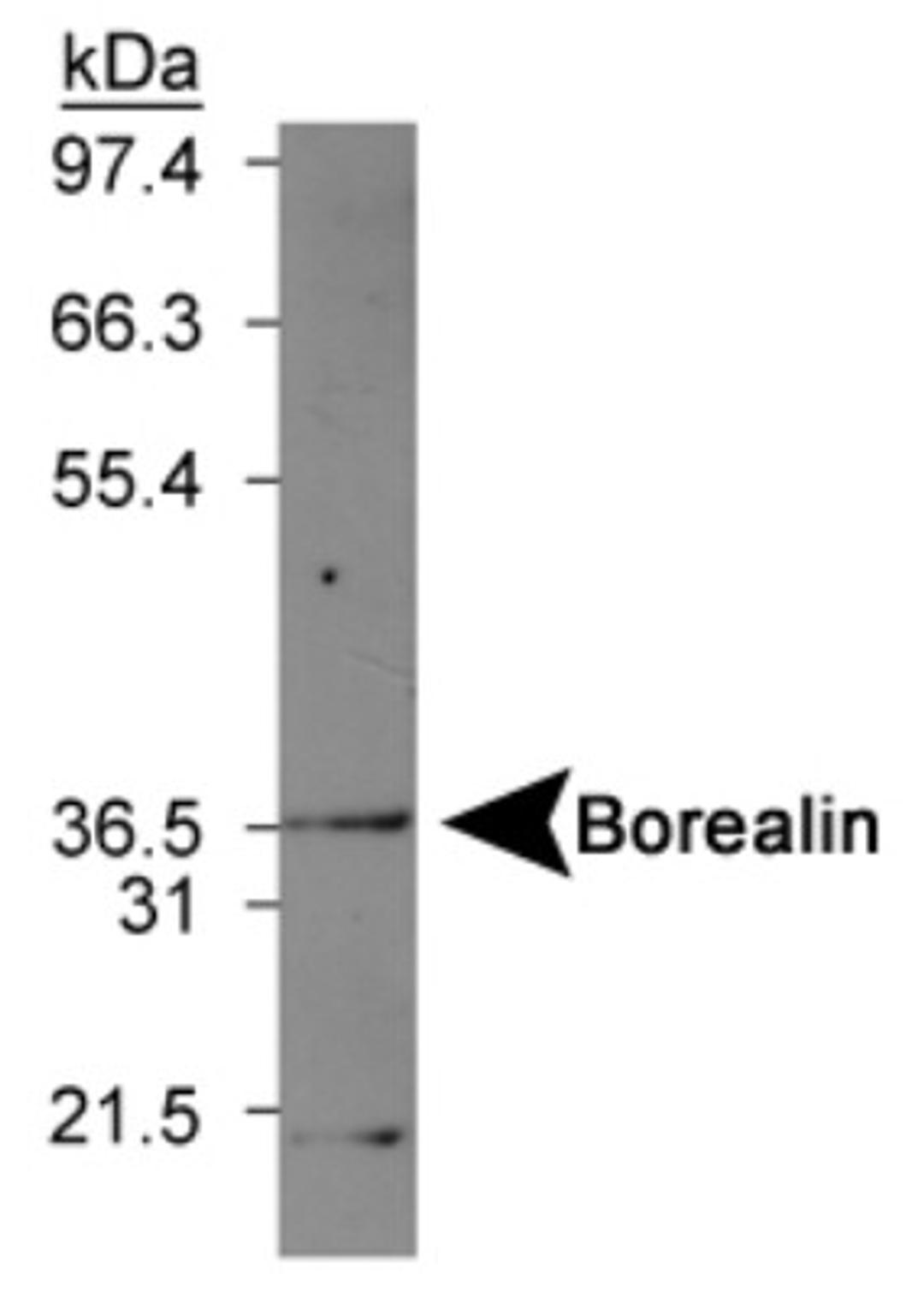 Western Blot: Borealin Antibody [NBP1-22832] - Mouse kidney lysate.