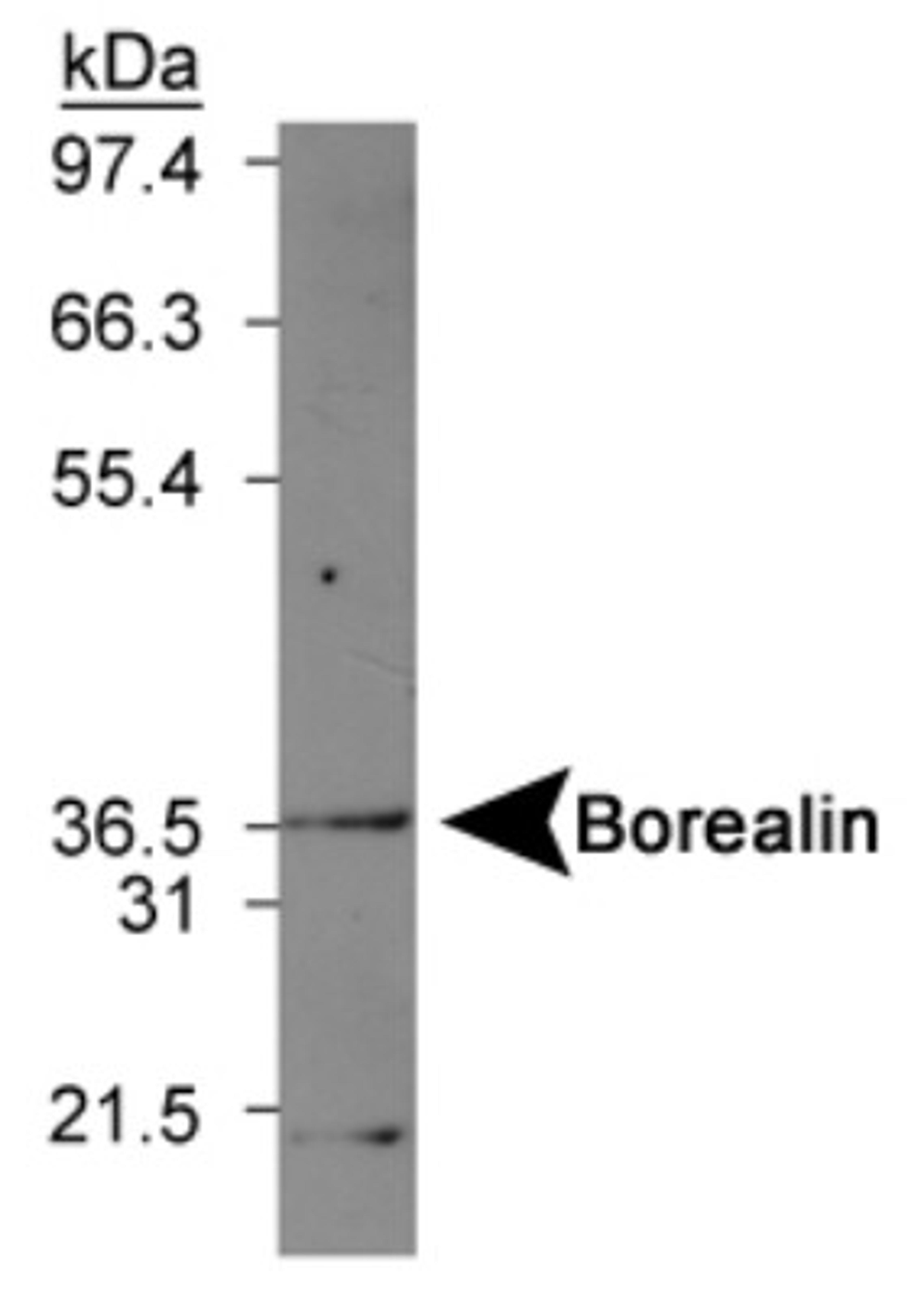 Western Blot: Borealin Antibody [NBP1-22832] - Mouse kidney lysate.