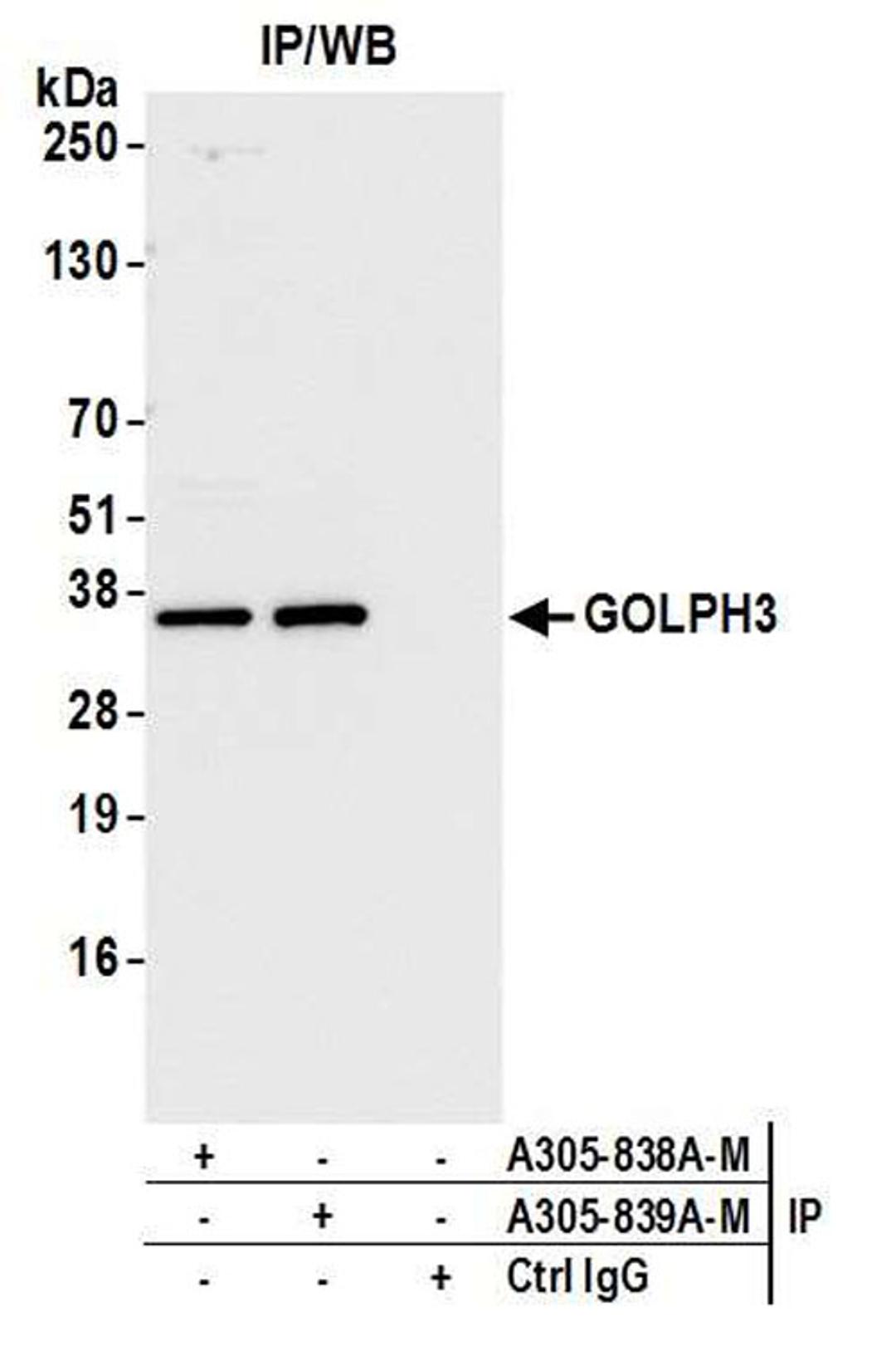 Detection of human GOLPH3 by WB of IP.