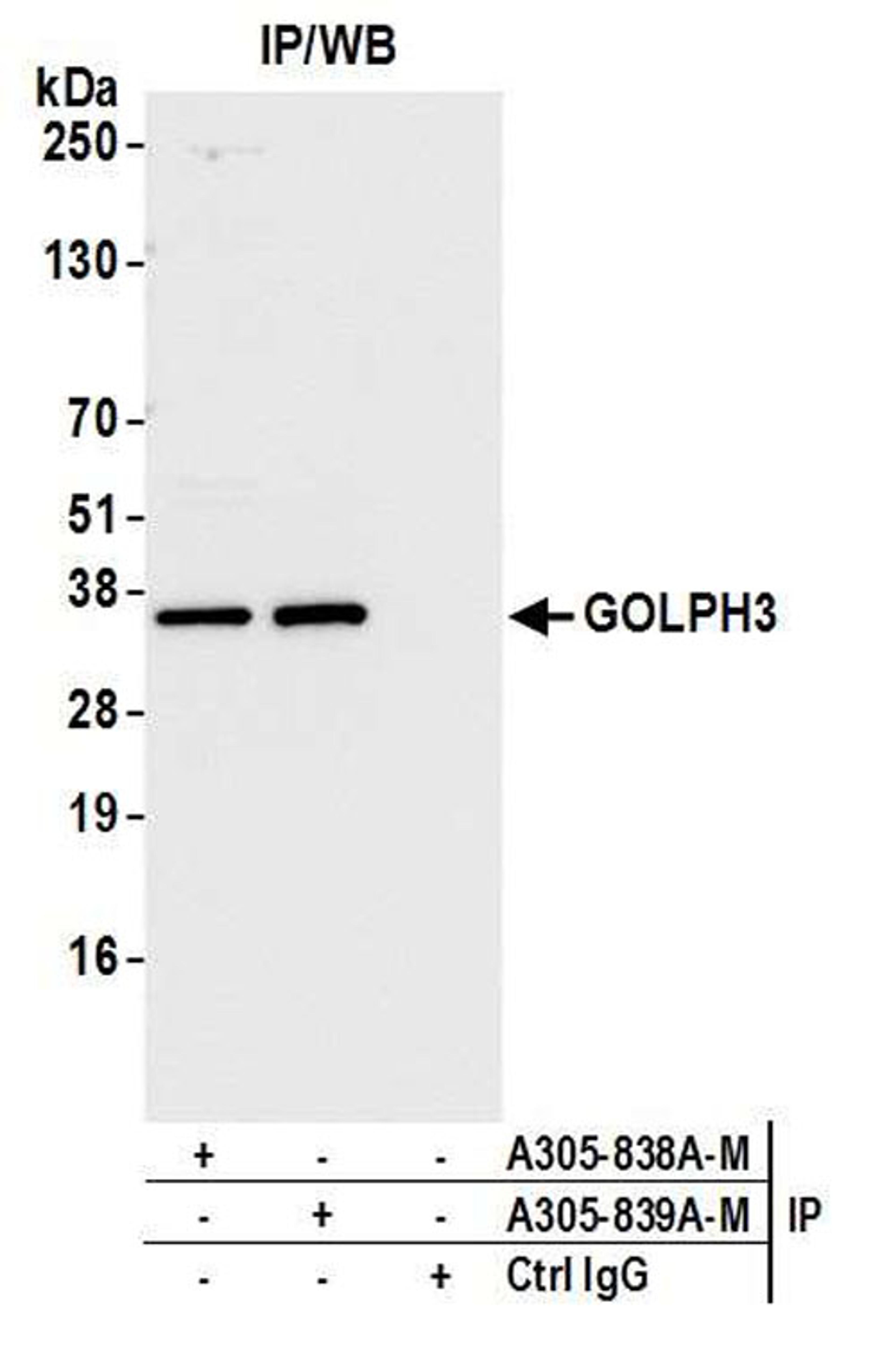 Detection of human GOLPH3 by WB of IP.