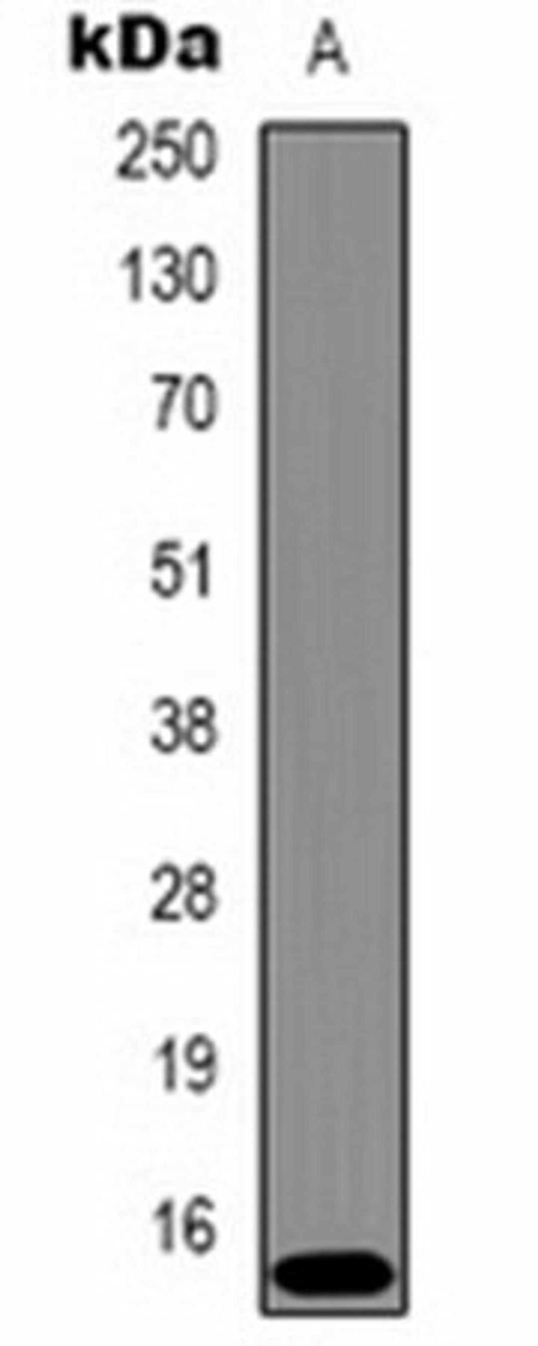 Western blot analysis of Hela (Lane 1) whole cell lysates using Histone H3 (TriMethyl K9) antibody