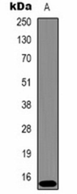 Western blot analysis of Hela (Lane 1) whole cell lysates using Histone H3 (TriMethyl K9) antibody