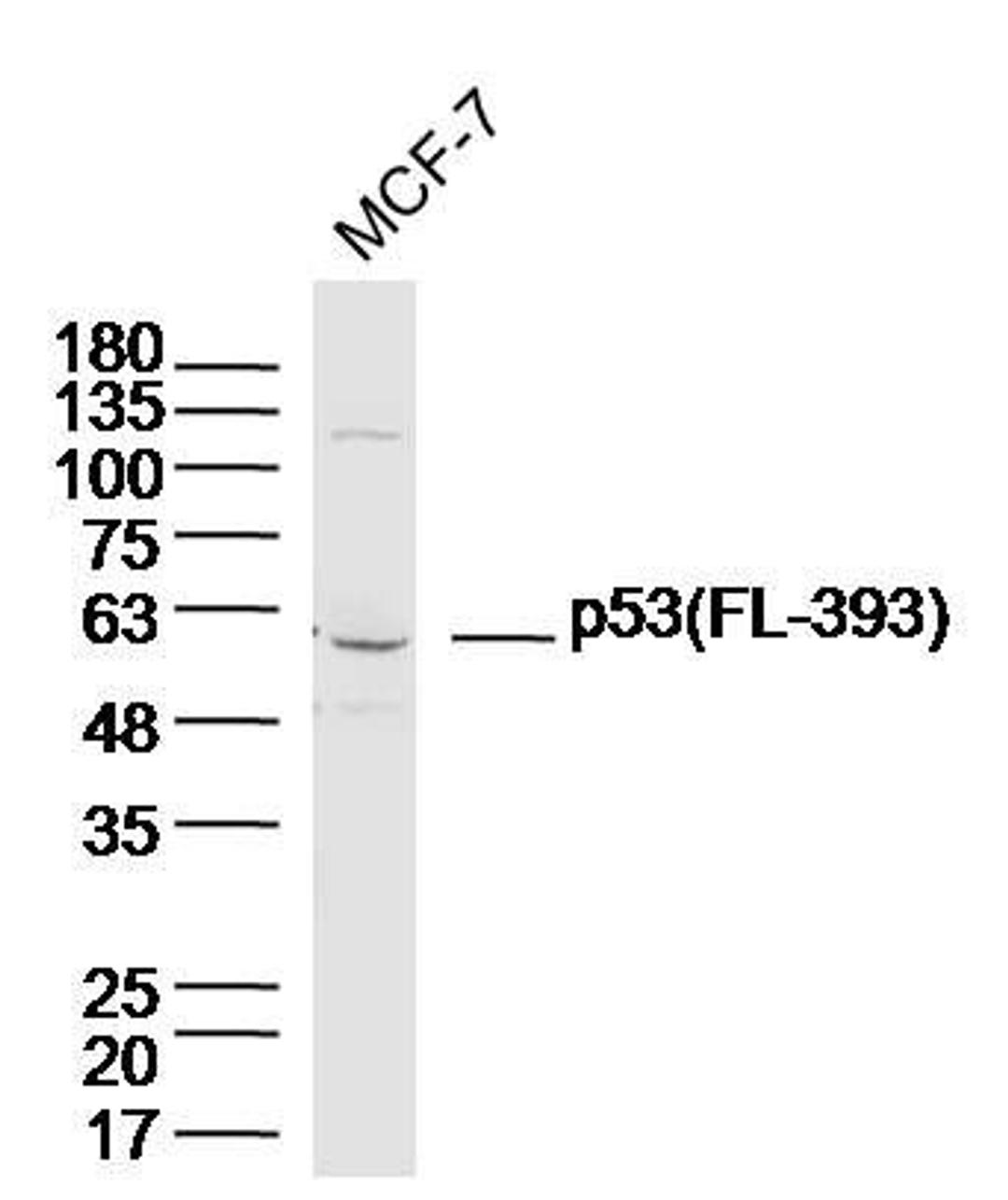 Western blot analysis of MCF-7 lysates using FL 393 antibody.