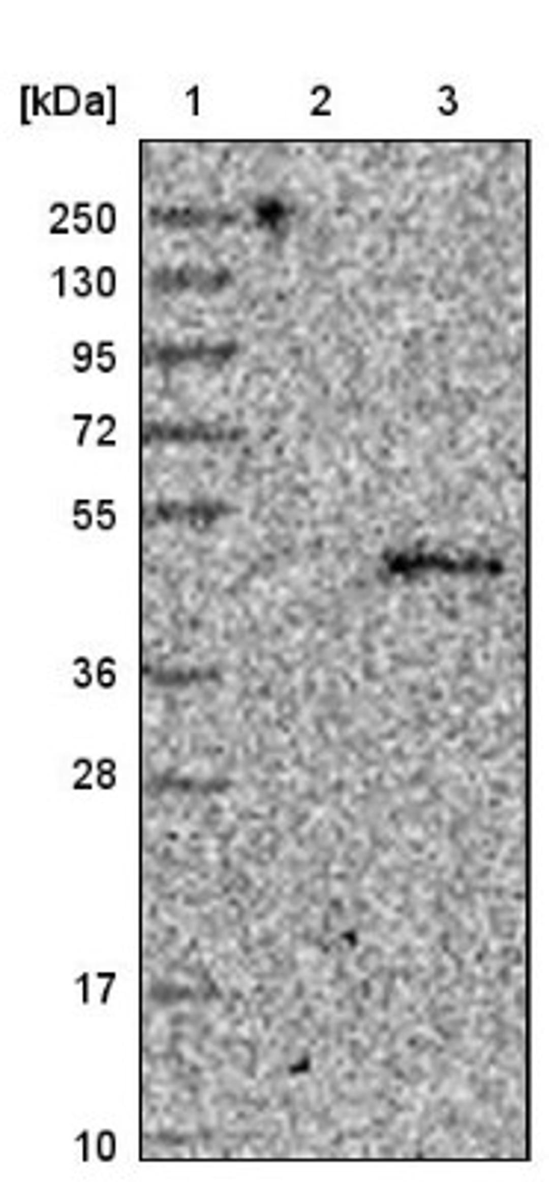 Western Blot: HS3ST1 Antibody [NBP1-89375] - Lane 1: Marker [kDa] 250, 130, 95, 72, 55, 36, 28, 17, 10<br/>Lane 2: Negative control (vector only transfected HEK293T lysate)<br/>Lane 3: Over-expression lysate (Co-expressed with a C-terminal myc-DDK tag (~3.1 kDa) in mammalian HEK293T cells, LY417504)