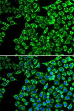 Immunofluorescence - LIPC antibody (A13508)