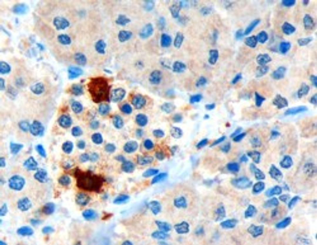 46-213 (3ug/ml) staining of paraffin embedded Human Pancreas. Microwaved antigen retrieval with Tris/EDTA buffer Ph9, HRP-staining.