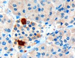 46-213 (3ug/ml) staining of paraffin embedded Human Pancreas. Microwaved antigen retrieval with Tris/EDTA buffer Ph9, HRP-staining.