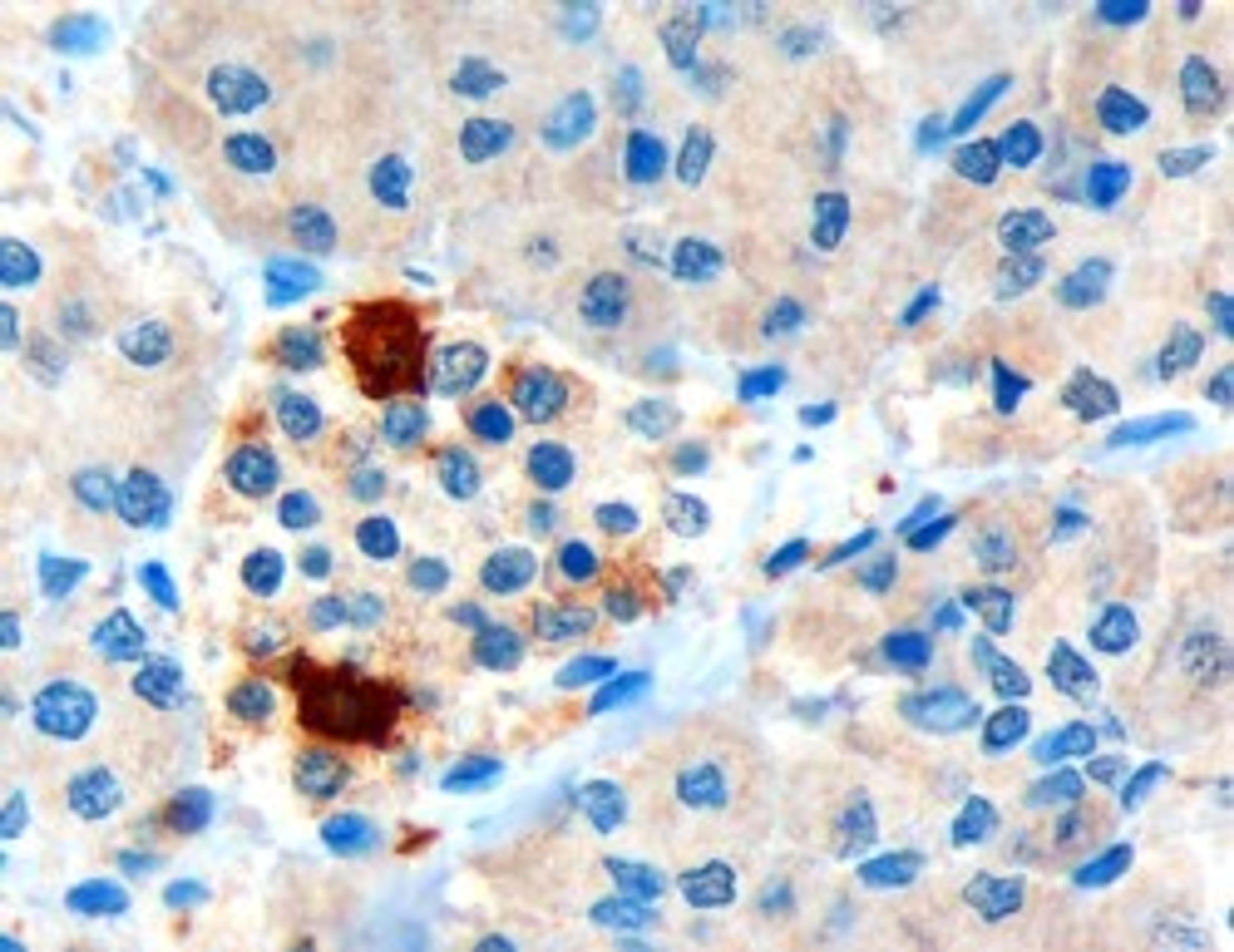 46-213 (3ug/ml) staining of paraffin embedded Human Pancreas. Microwaved antigen retrieval with Tris/EDTA buffer Ph9, HRP-staining.