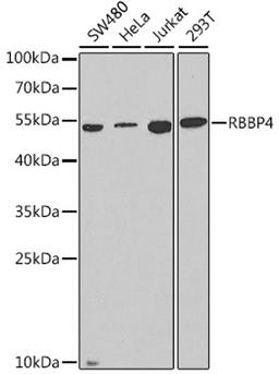 Western blot - RBBP4 antibody (A13934)