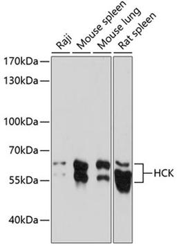 Western blot - HCK antibody (A14537)