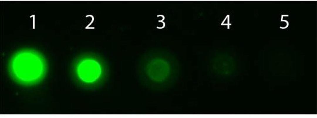 Dot Blot analysis of non-phosphorylated. Load: 50 ng (Lane1), 16.67 ng (Lane2), 5.56 ng (Lane3), 1.85 ng (Lane4), 0.62 ng (Lane5) using AKT1 APC antibody (APC)