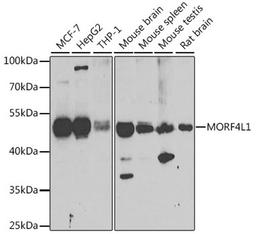 Western blot - MORF4L1 antibody (A7071)