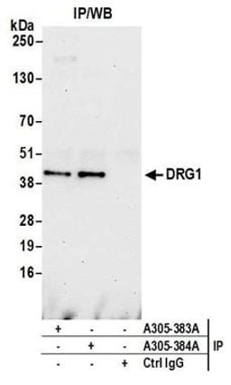 Detection of human DRG1 by western blot of immunoprecipitates.