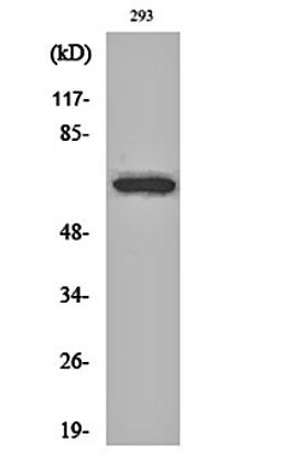 Western blot analysis of 293 cell lysates using ARA70 antibody