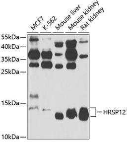 Western blot - HRSP12 antibody (A4392)