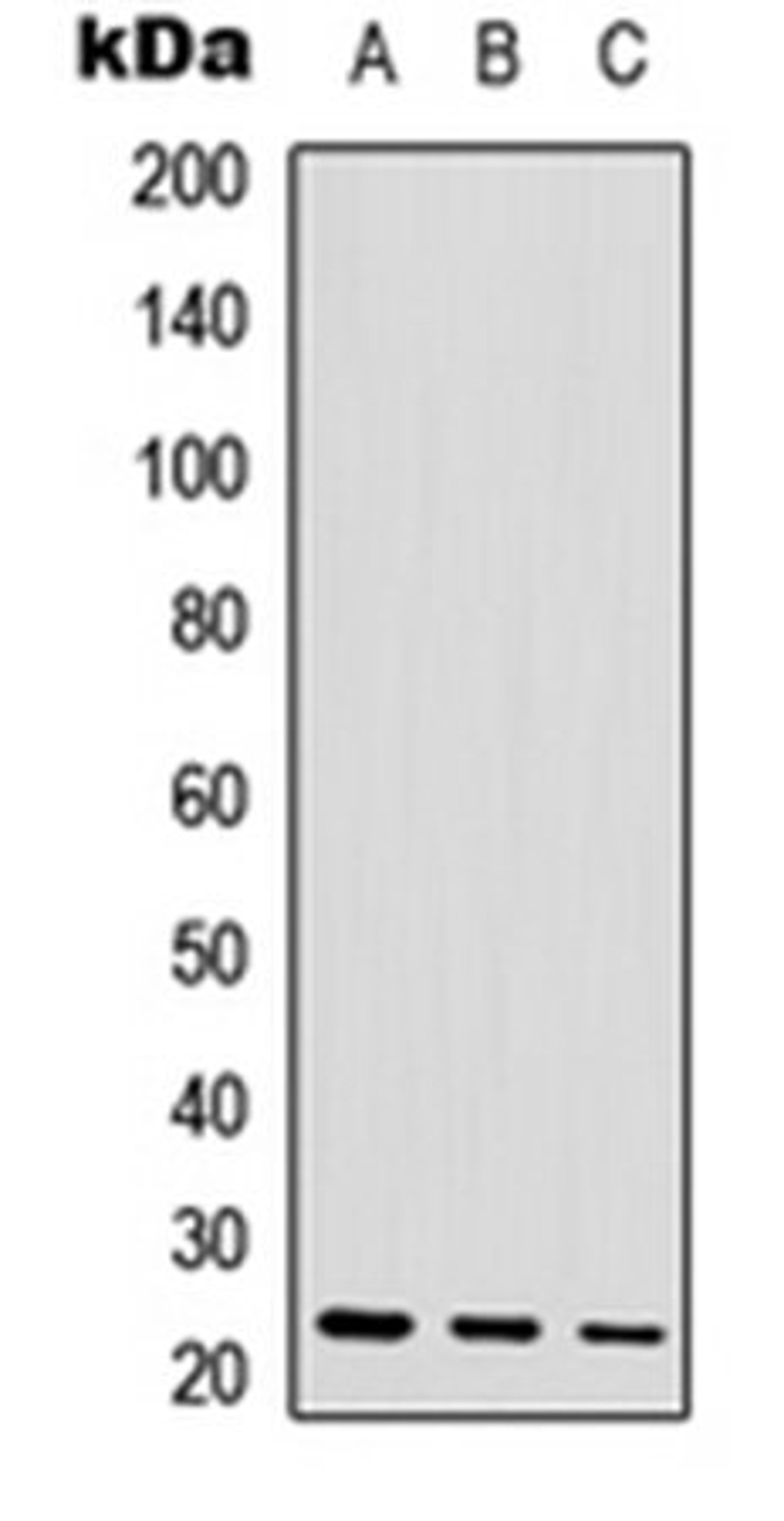 Western blot analysis of HEK293T (Lane 1), mouse heart (Lane 2) whole cell lysates using POLR3H antibody