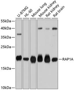 Western blot - RAP1A antibody (A0975)