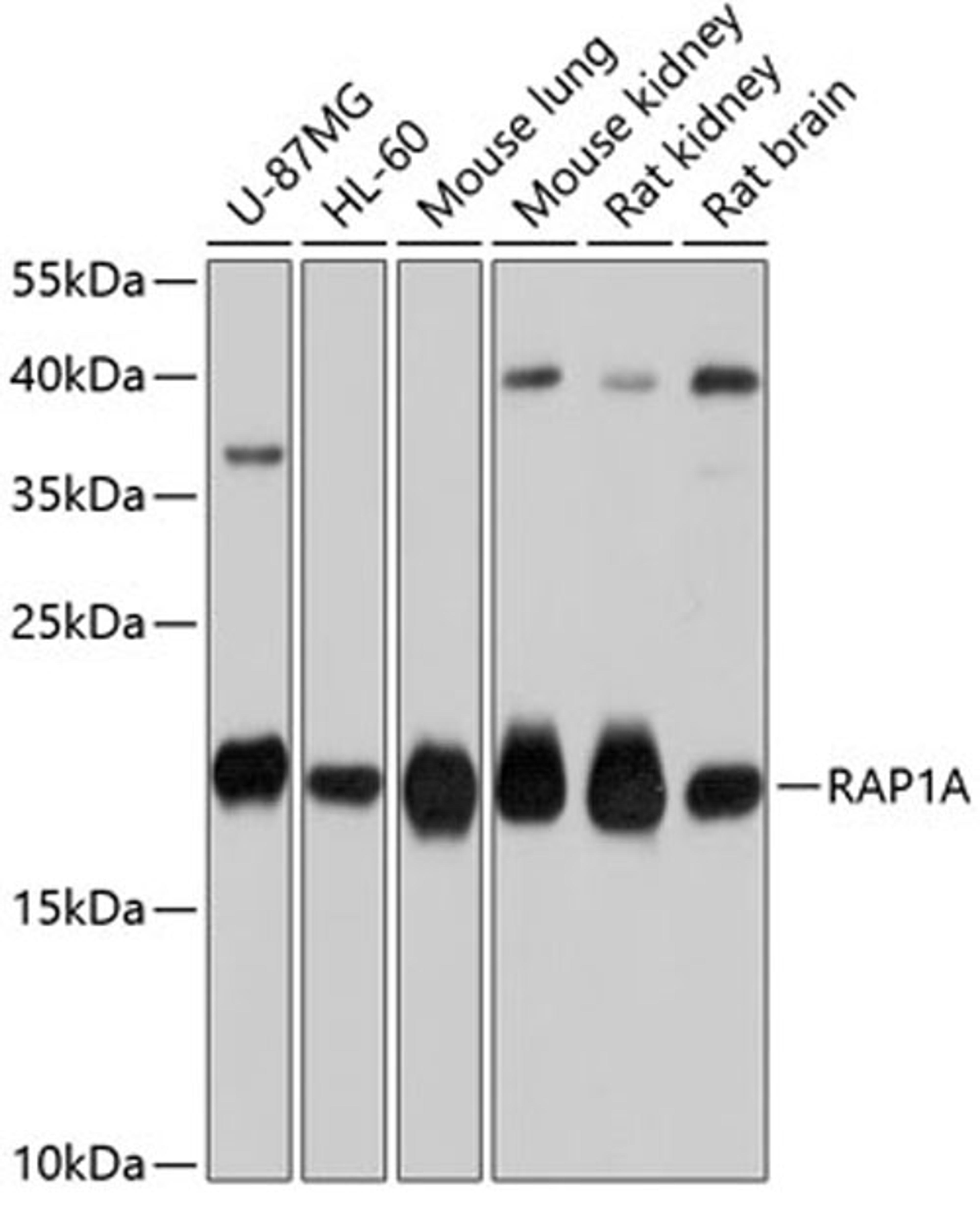 Western blot - RAP1A antibody (A0975)