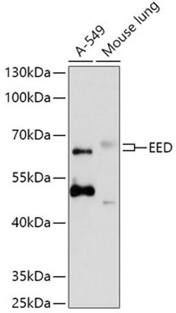 Western blot - EED antibody (A12776)