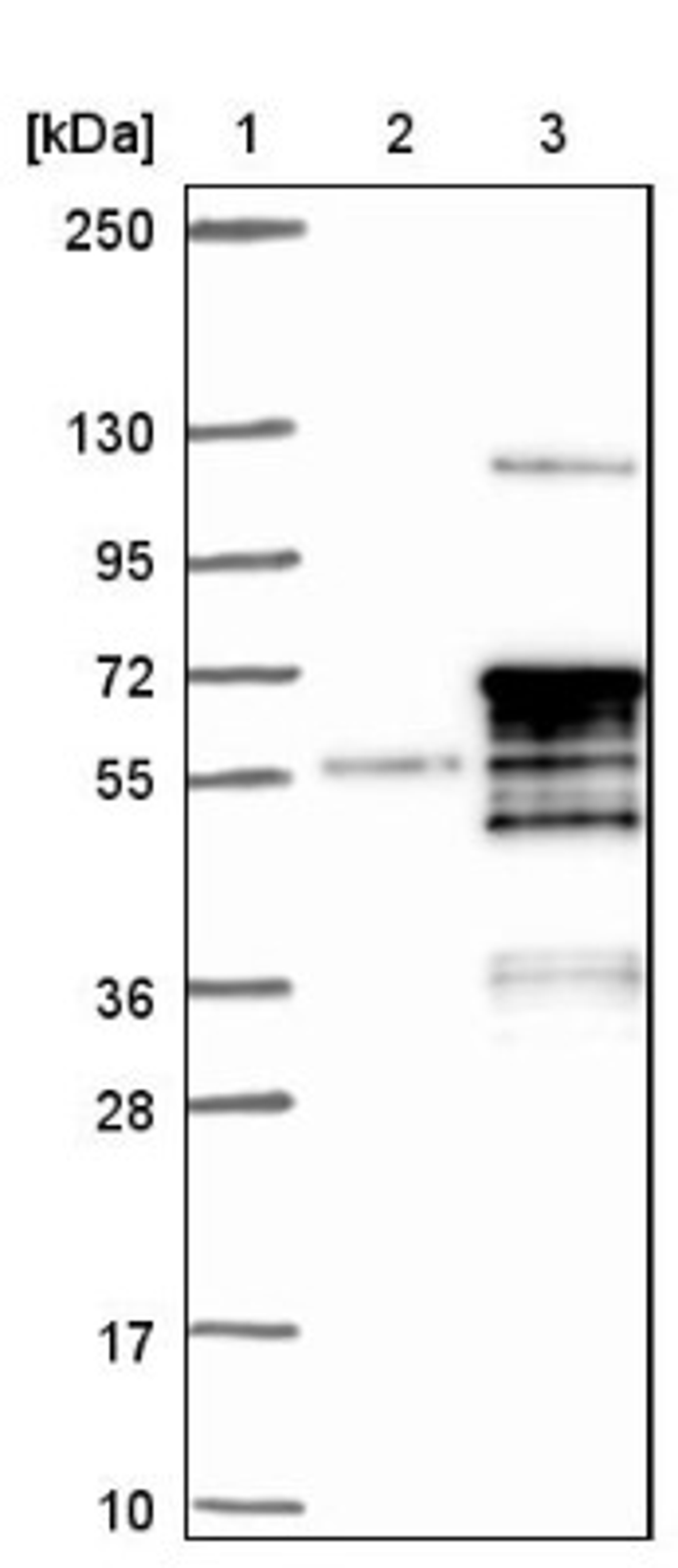 Western Blot: MNS1 Antibody [NBP1-83764] - Lane 1: Marker [kDa] 250, 130, 95, 72, 55, 36, 28, 17, 10<br/>Lane 2: Negative control (vector only transfected HEK293T lysate)<br/>Lane 3: Over-expression lysate (Co-expressed with a C-terminal myc-DDK tag (~3.1 kDa) in mammalian HEK293T cells, LY413117)