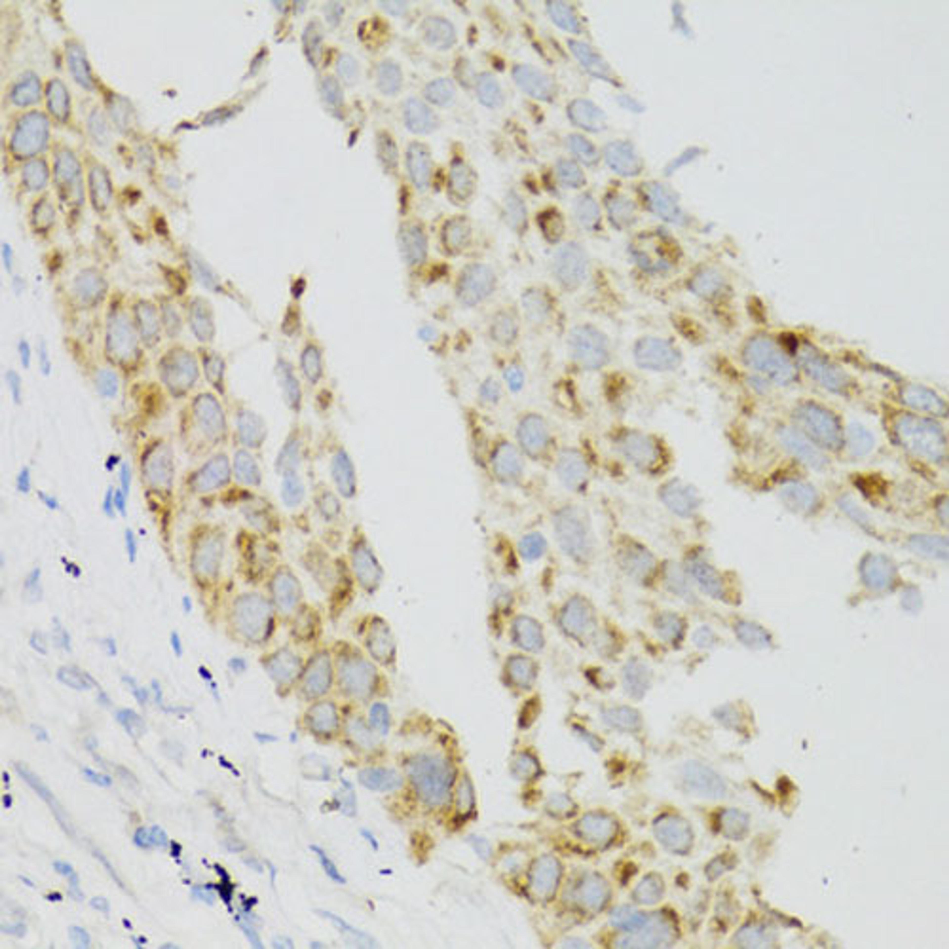Immunohistochemistry - TEK antibody (A0743)