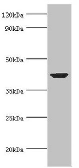 Western blot. All lanes: Alpha-centractin antibody at 7ug/ml + Mouse brain tissue. Secondary. Goat polyclonal to rabbit IgG at 1/10000 dilution. Predicted band size: 43 kDa. Observed band size: 43 kDa.