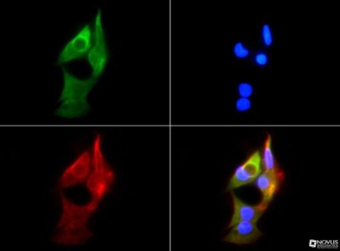 Immunocytochemistry/Immunofluorescence: HSP90 beta Antibody [NBP1-77563] - HSP90-1B antibody was tested in HepG2 cells with FITC (green). Nuclei and actin were counterstained with Dapi (blue) and Phalloidin (red).