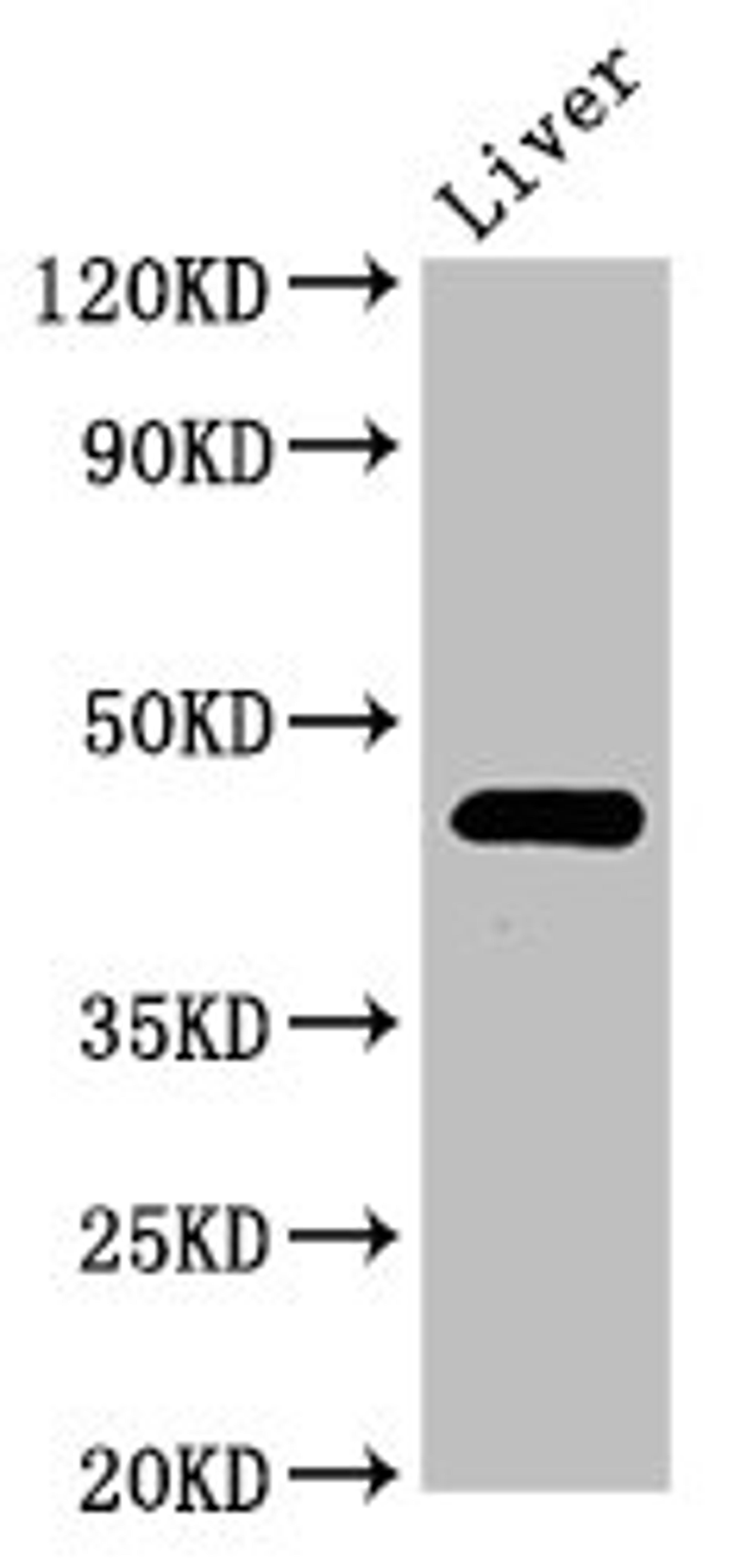 Western Blot. Positive WB detected in: Rat liver tissue. All lanes: PREB antibody at 3ug/ml. Secondary. Goat polyclonal to rabbit IgG at 1/50000 dilution. Predicted band size: 46 kDa. Observed band size: 46 kDa.
