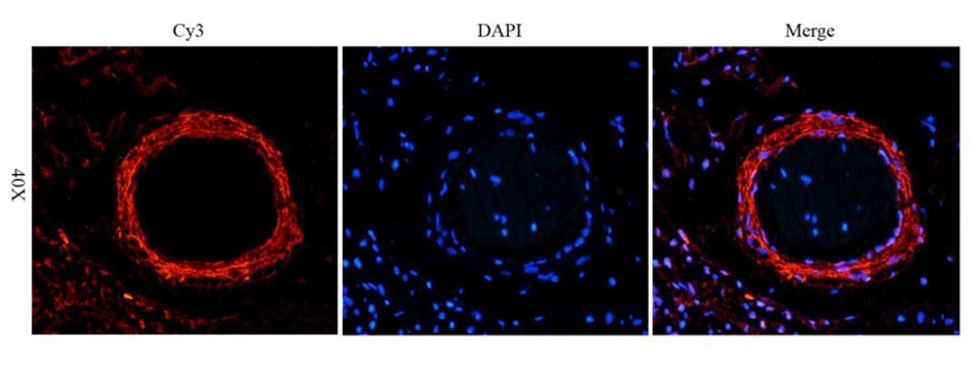 IF image of pig large intestines tissue using anti-vegf165 (primary antibody at 1:200)