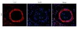 IF image of pig large intestines tissue using anti-vegf165 (primary antibody at 1:200)