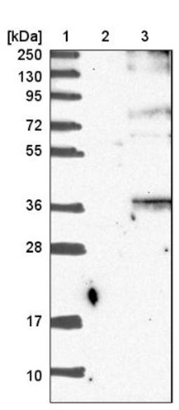 Western Blot: ORAI3 Antibody [NBP1-93523] - Lane 1: Marker [kDa] 250, 130, 95, 72, 55, 36, 28, 17, 10<br/>Lane 2: Negative control (vector only transfected HEK293T lysate)<br/>Lane 3: Over-expression lysate (Co-expressed with a C-terminal myc-DDK tag (~3.1 kDa) in mammalian HEK293T cells, LY403460)