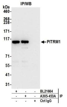 Detection of human PITRM1 by western blot of immunoprecipitates.