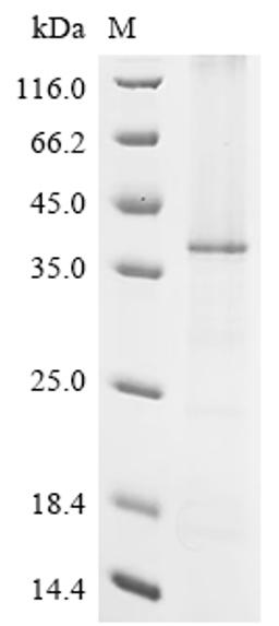 (Tris-Glycine gel) Discontinuous SDS-PAGE (reduced) with 5% enrichment gel and 15% separation gel.