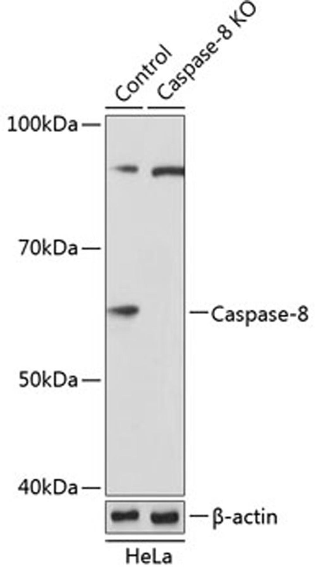 Western blot - Caspase-8 antibody (A19549)