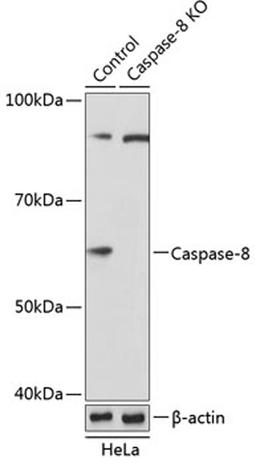 Western blot - Caspase-8 antibody (A19549)