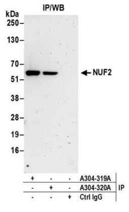 Detection of human NUF2 by western blot of immunoprecipitates.