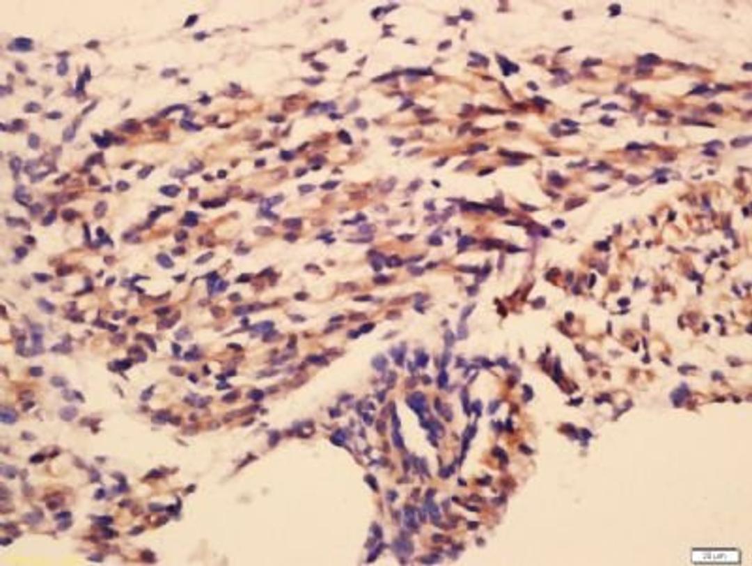 Immunohistochemical staining of mouse embryo tissue using CTGFL antibody.