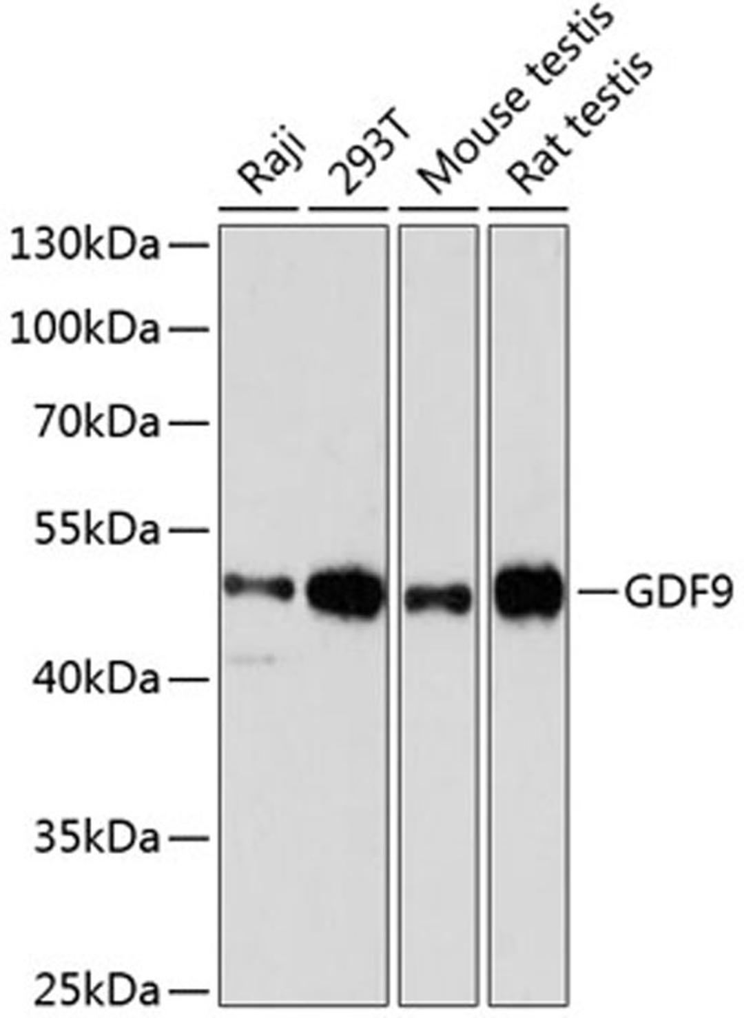 Western blot - GDF9 antibody (A2739)