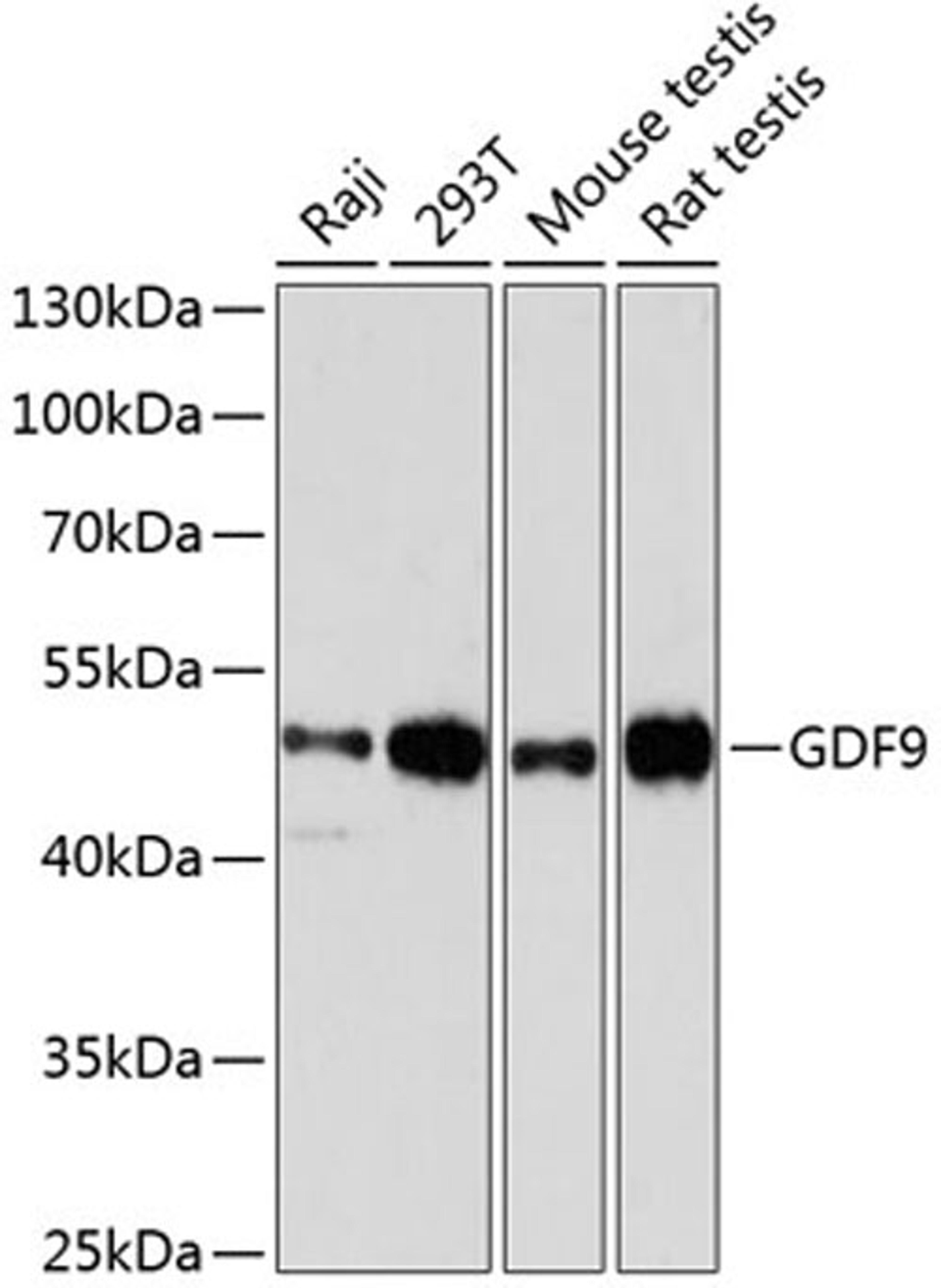 Western blot - GDF9 antibody (A2739)