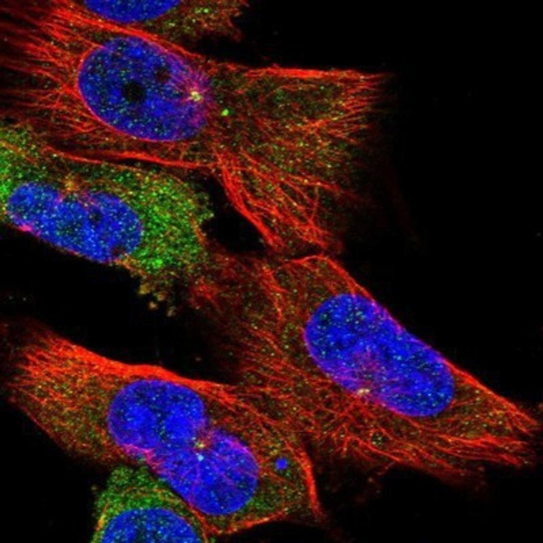 Immunocytochemistry/Immunofluorescence: CEP192 Antibody [NBP1-84634] - Staining of human cell line U-251 MG shows positivity in cytoplasm & centrosome.